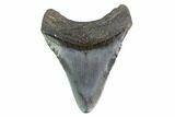 Juvenile Megalodon Tooth - South Carolina #130089-1